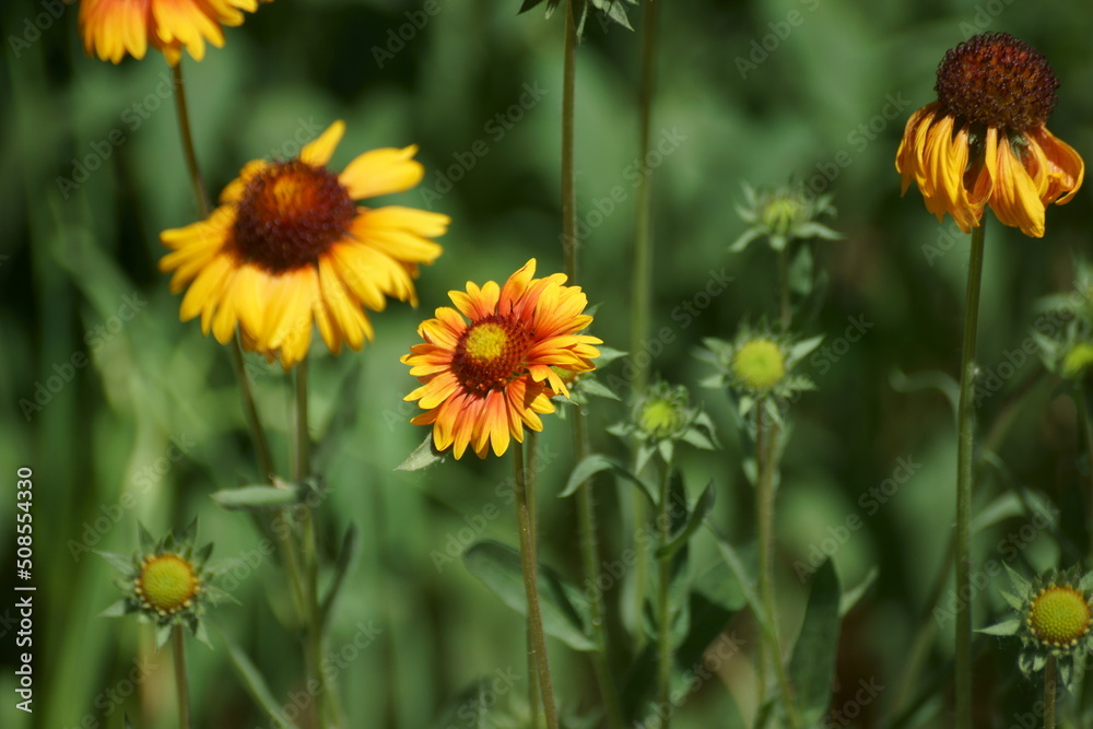 field of flowers field of flowers