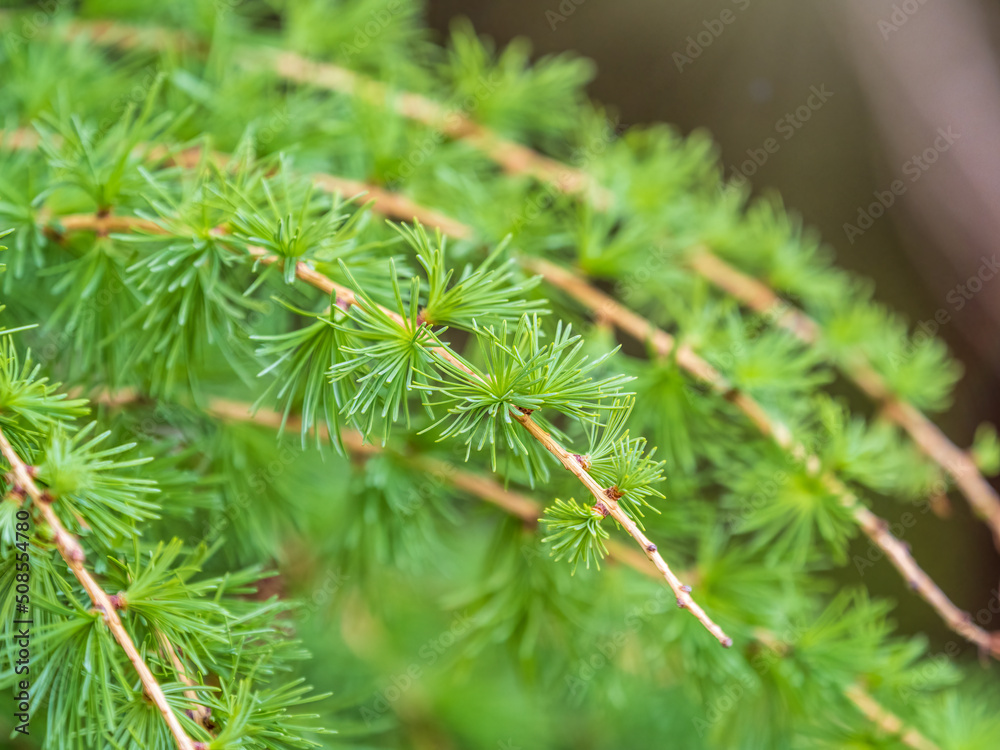 Young branches of larch. Closeup of green larch young needles. Young branches of larch. Closeup of green larch young needles.