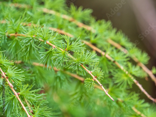 Young branches of larch. Closeup of green larch young needles.