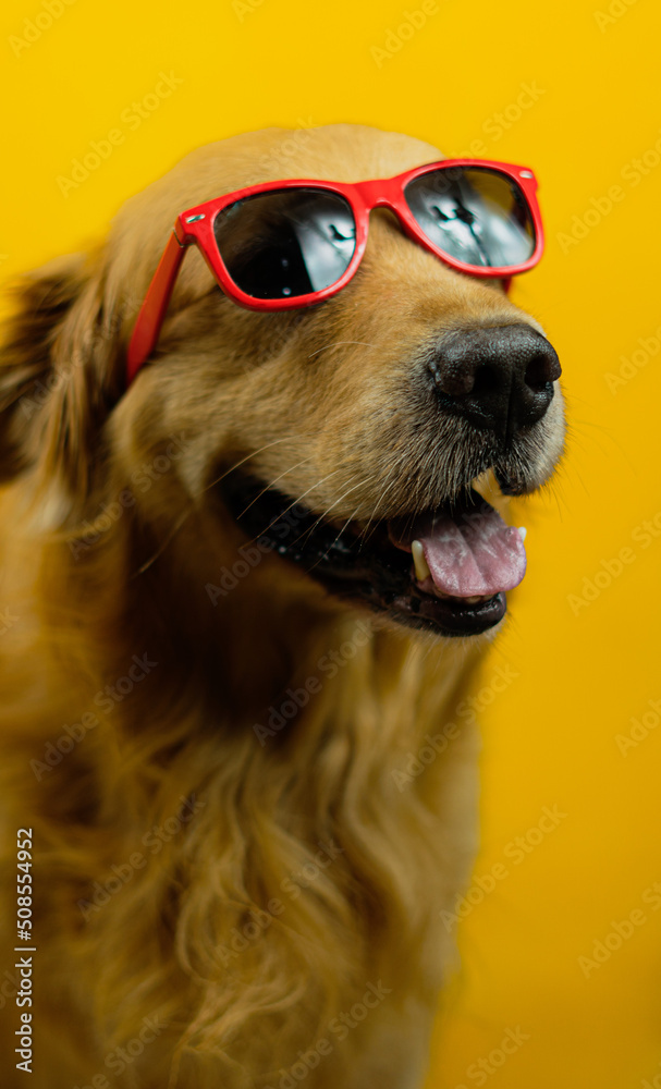 very attractive golden retriever dog with accessories such as glasses, neckerchief, hat. on a mustard yellow background