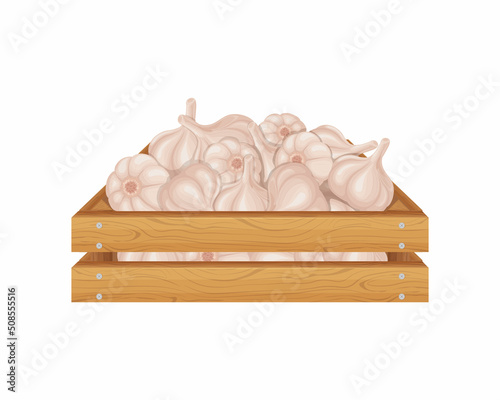Garlic. Wooden box with garlic. Ripe farm vegetables. Garlic in a wooden box. Vector illustration isolated on a white background