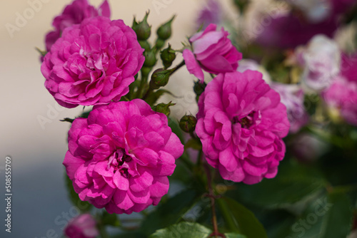 pink and purple roses © a.yorimichi