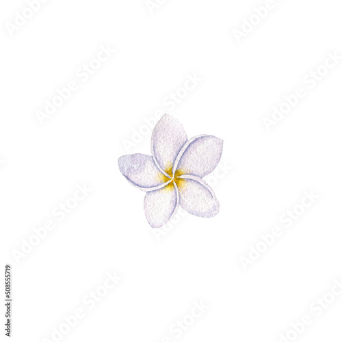 watercolor drawing tropical flower of plumeria   frangipani isolated at white background   hand drawn illustration