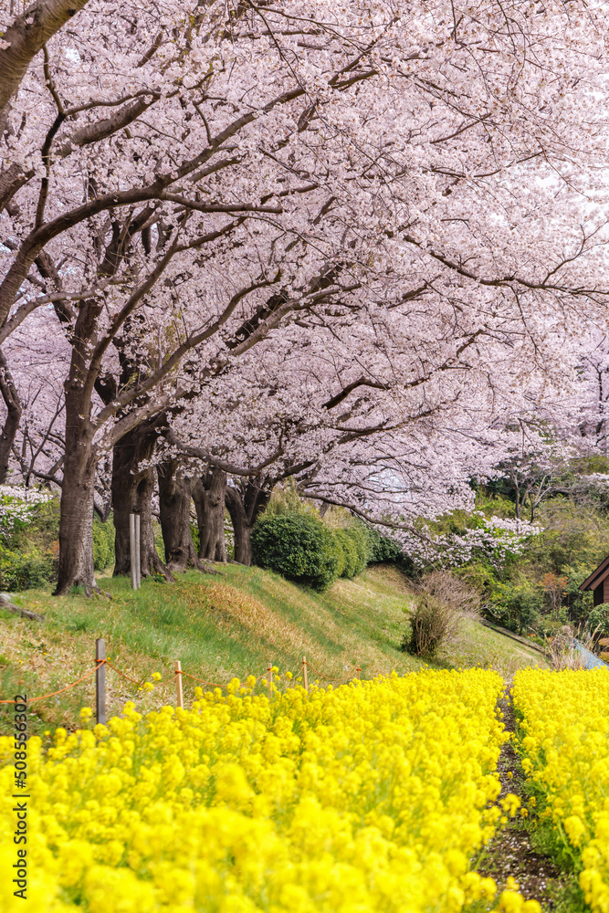 Fototapeta premium 満開の桜と菜の花