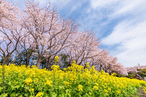 満開の桜と菜の花 © taka