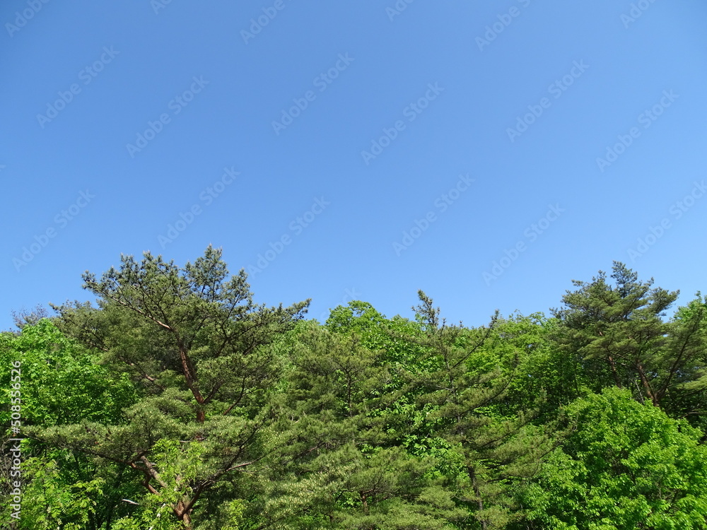 青空と初夏の森