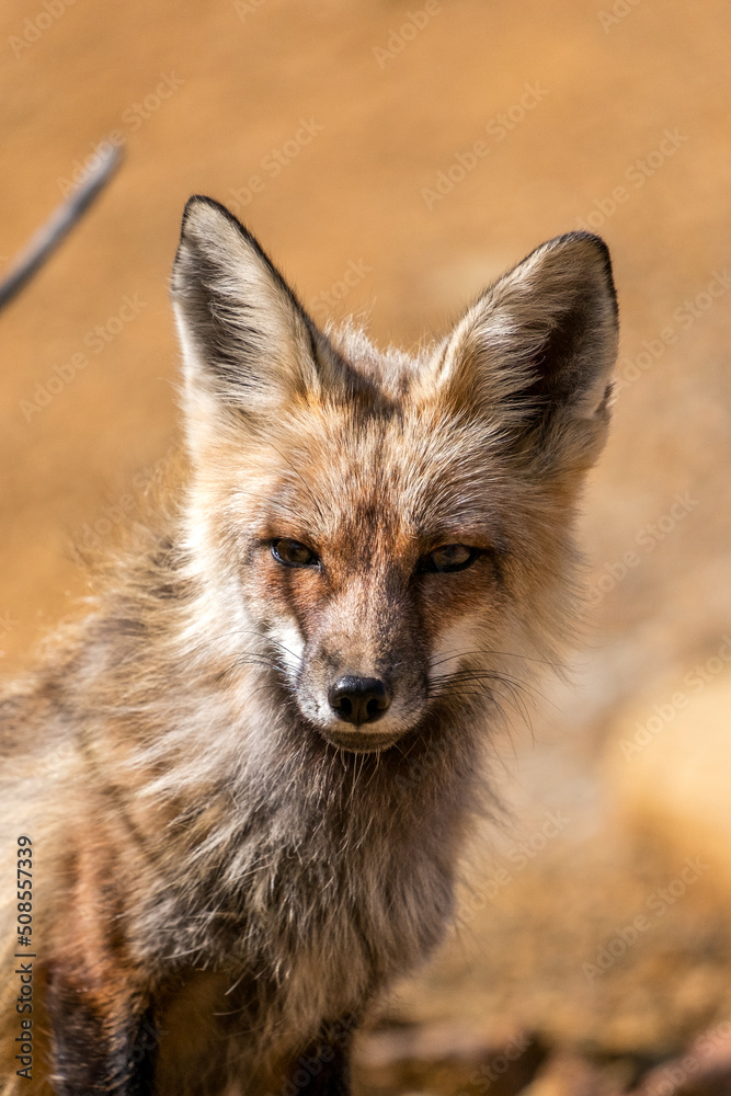 Wild coyote in Colorado
