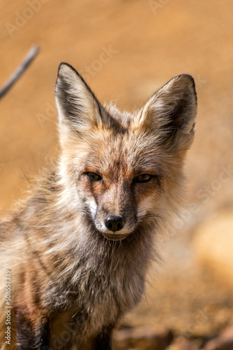 Wild coyote in Colorado  © chris