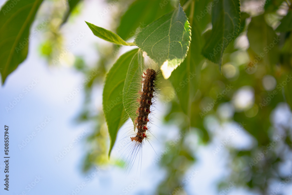 caterpillar on a branch caterpillar on a branch