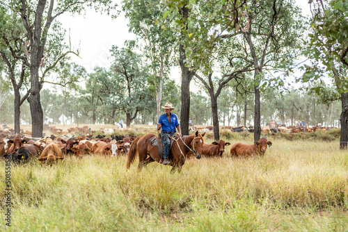 A 90 year old stockman on his horse leads a mob of cattle during mustering. photo