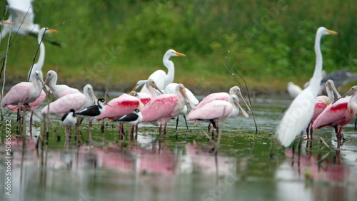 Flock of roseate spoonbills  Platalea ajaja  and other birds wading in shallow water at La Segua Wetlands in Manabi  Ecuador