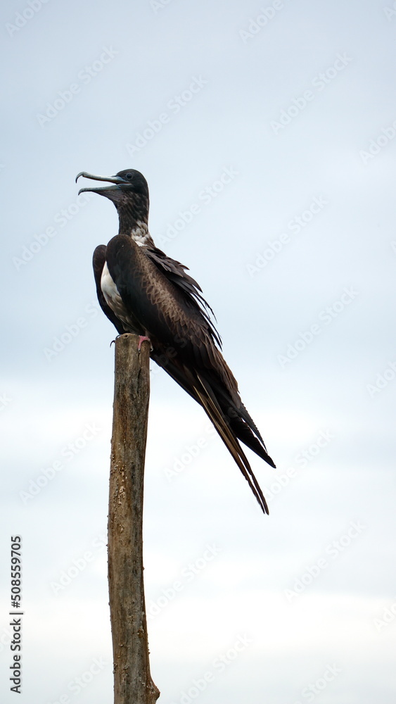 Obraz premium Magnificent frigatebird (Fregata magnificens) perched on a post at La Segua Wetlands in Manabi, Ecuador