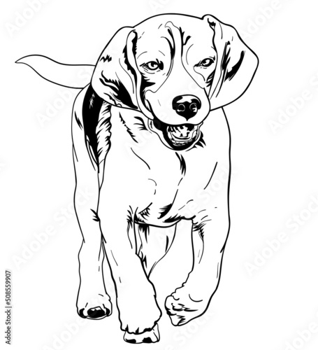 Drawing of running beagle.