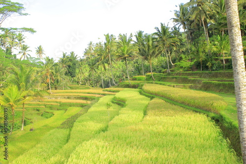 expanse of green rice fields on the island