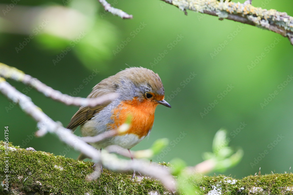 robin bird sitting on tree branches in the park robin bird sitting on tree branches in the park