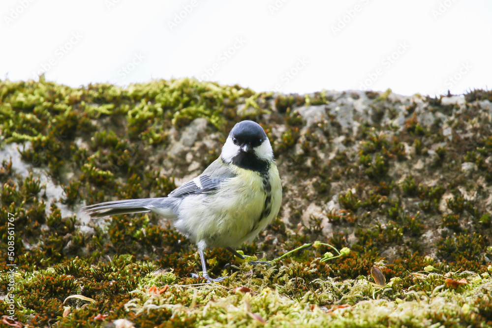 Obraz premium Great Tit (Parus major) on autumn tree leaves in the park