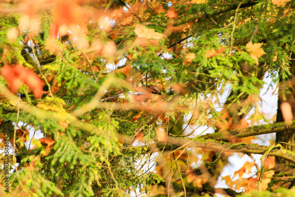 Garrulus glandarius. Bird in autumn colors. The wild nature of the Germany. Beautiful and colorful autumn. Garrulus glandarius. Bird in autumn colors. The wild nature of the Germany. Beautiful and colorful autumn.