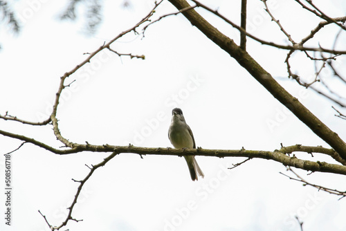 A male Blackcap bird(Sylvia atricapilla) sitting on the branch in spring.