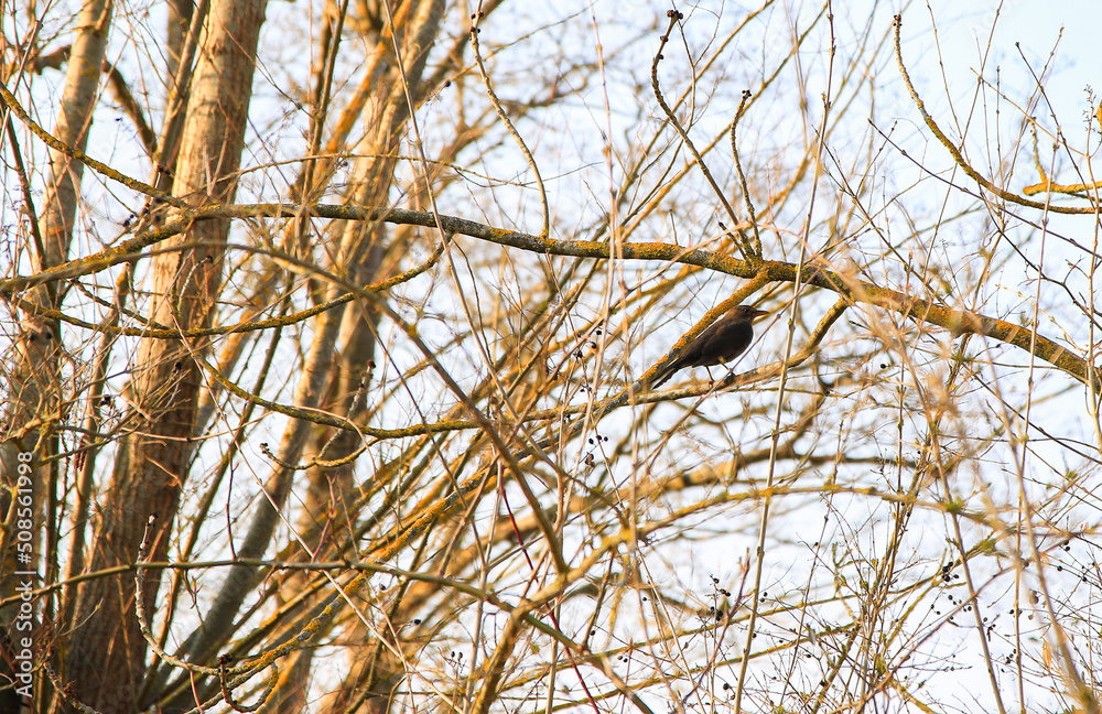 a common blackbird (Turdus merula) sitting on a tree branch