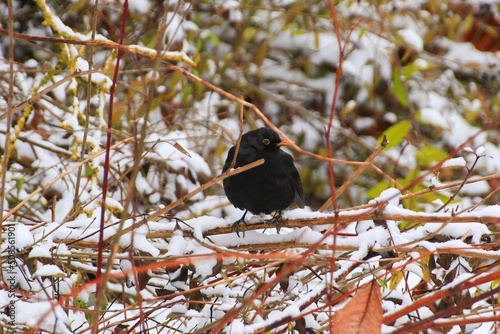 blackbird sitting on a tree branch in winter time