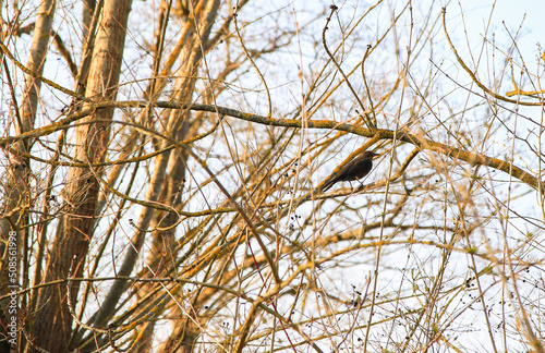 a common blackbird (Turdus merula) sitting on a tree branch