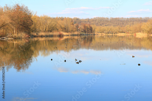 Regensburg, Germany: Tufted ducks floating on a lake near Danube river