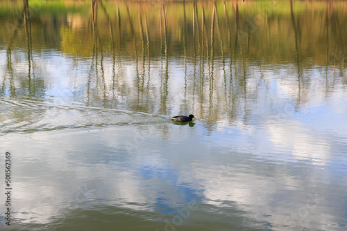 Regensburg, Germany:portrait of a coot duck (Fulica atra) bird swimming on Danube river
