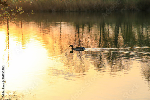 Regensburg, Germany: wild duck swimming on a golden lake while sunset is reflecting in the water. Minimalistic picture with silhouette of the water bird. © marchevcabogdan
