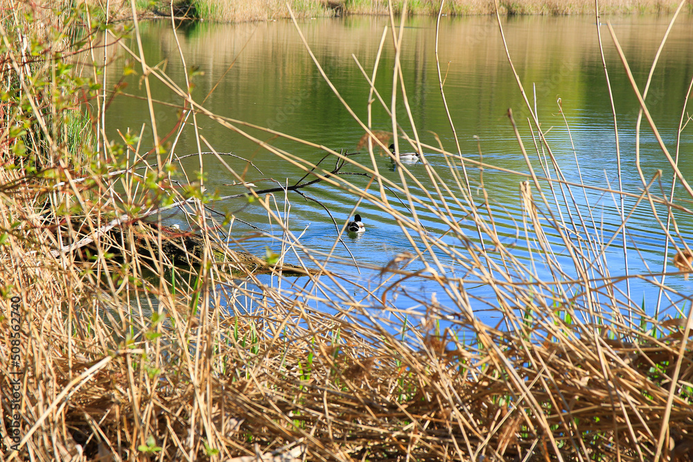Regensburg, Germany: male Mallard duck in the water near Danube river Regensburg, Germany: male Mallard duck in the water near Danube river