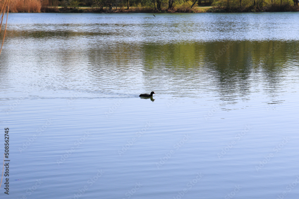 Regensburg, Germany: portrait of a coot duck (Fulica atra) bird swimming on Danube river Regensburg, Germany: portrait of a coot duck (Fulica atra) bird swimming on Danube river