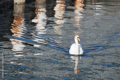 swan on the water