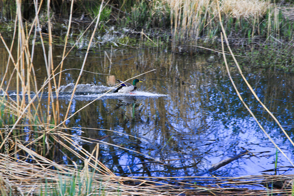 Regensburg, Germany: flying ducks over a swamp near Danube rivr Regensburg, Germany: flying ducks over a swamp near Danube rivr