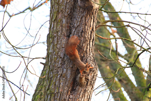 Regensburg, Germany: curious red squirrel peeking behind the tree trunk © marchevcabogdan