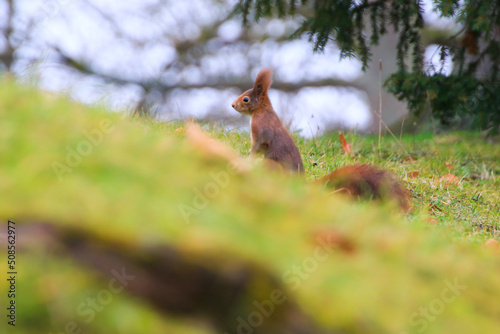 Fototapeta Naklejka Na Ścianę i Meble -  Regensburg, Germany: curious Eurasian red squirrel (Sciurus vulgaris) in the park searching for food on the ground
