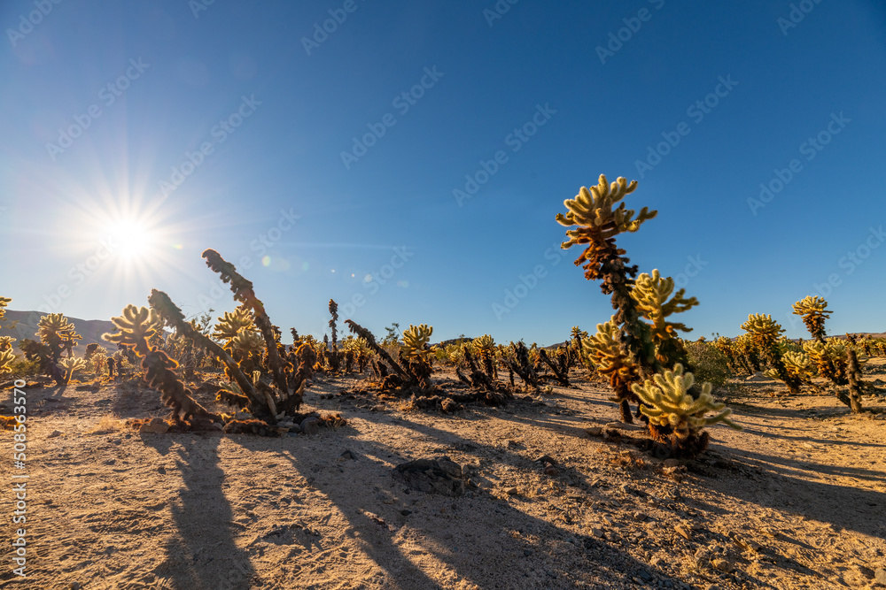 Unique, amazing Cholla Cactus seen in the wild with incredible Joshua Tree landscape in the background. Unique, amazing Cholla Cactus seen in the wild with incredible Joshua Tree landscape in the background.
