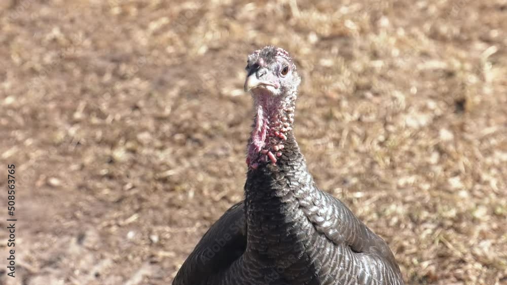 Wild Eastern turkey head shot close up. Close Up of a Turkey's Head Wild Eastern turkey head shot close up. Close Up of a Turkey's Head