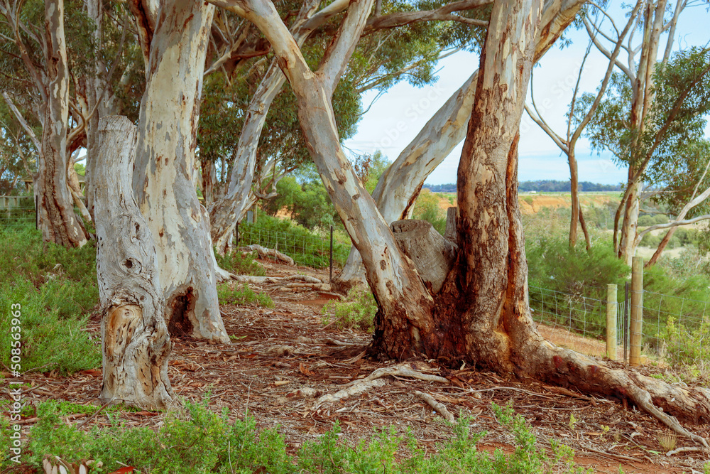 eucalyptus tree trunks in bushland eucalyptus tree trunks in bushland