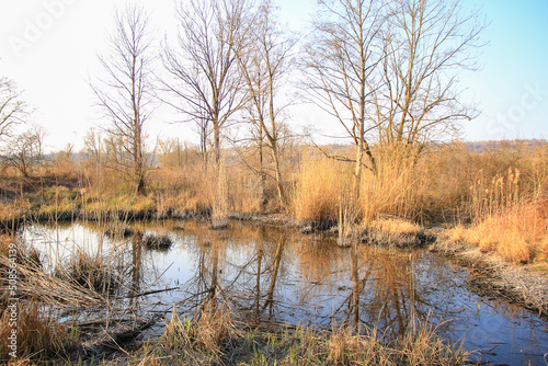 Regensburg, Germany: Autumn lake with dry reeds