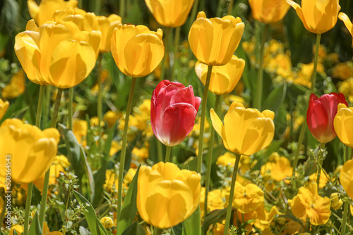 Colorful tulips details