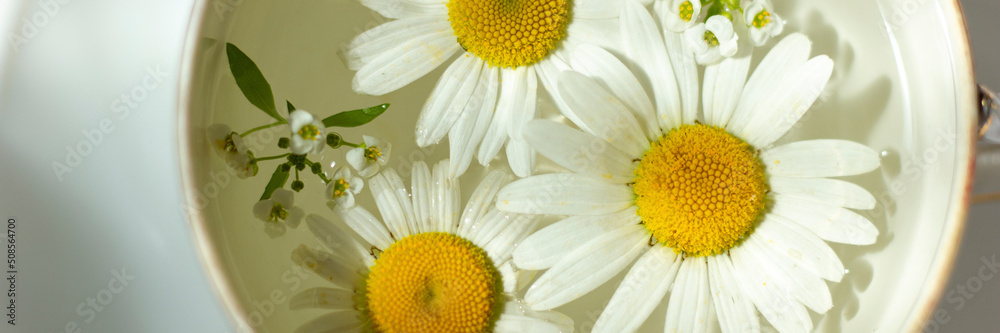 Composition of beautiful white chamomile flowers on the water surface. Close-up. Banner Composition of beautiful white chamomile flowers on the water surface. Close-up. Banner