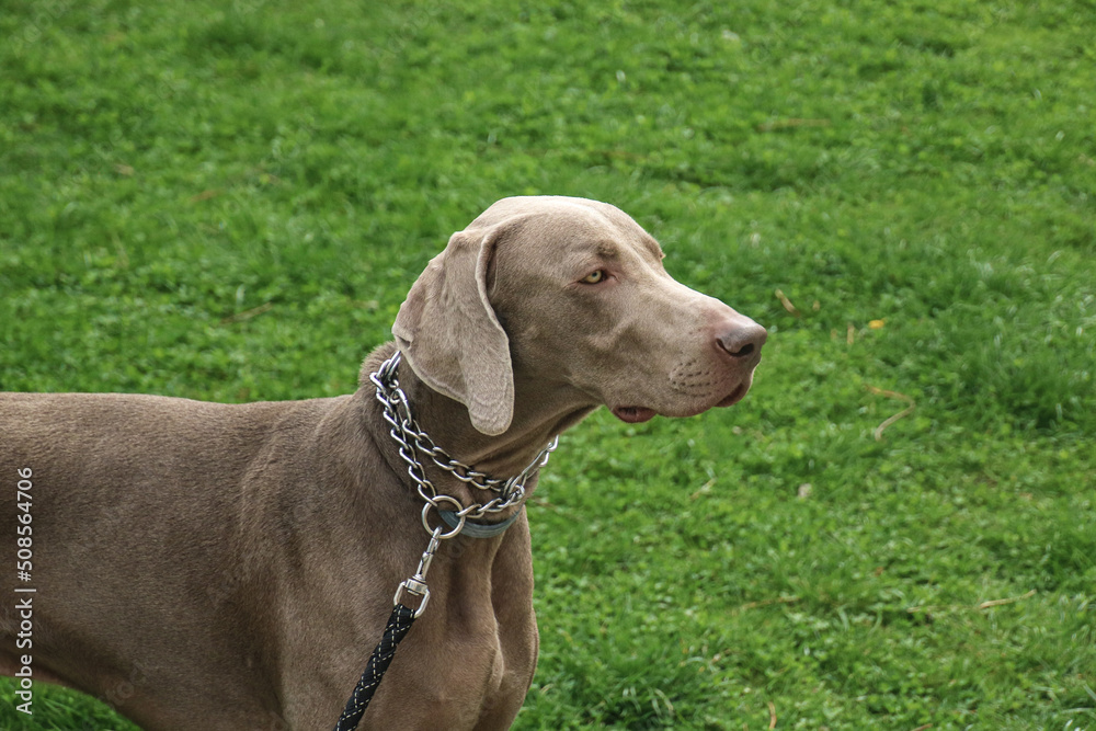 Weimaraner in park