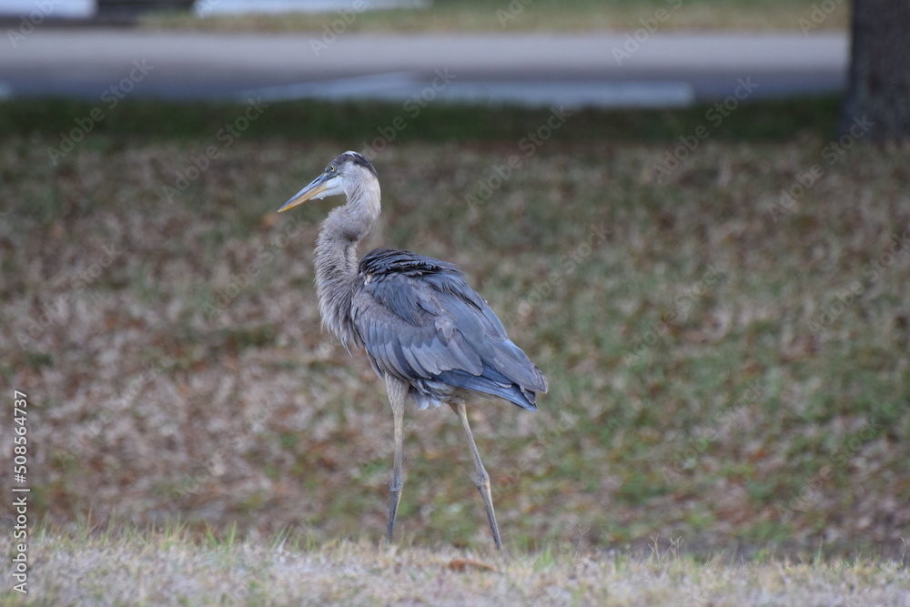 Heron