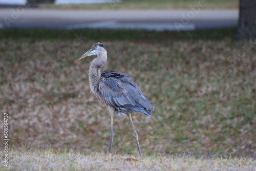 Obraz na płótnie Heron w salonie