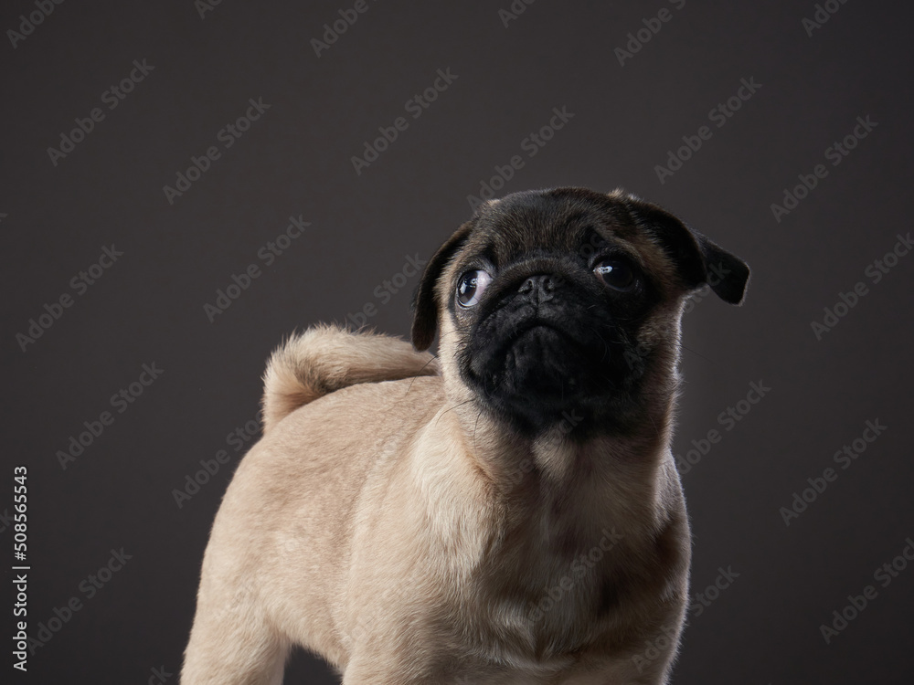 charming pug on a dark background. Pet portrait in studio