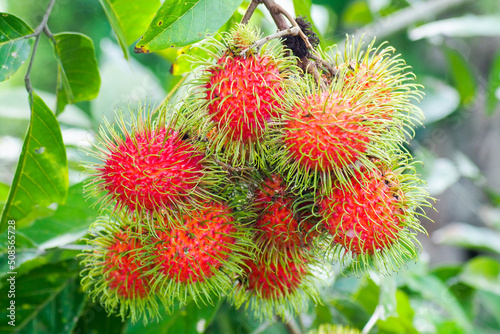 Thai fruit concept is delicious. Delicious red rambutan fruit waiting to be harvested on the rambutan tree.