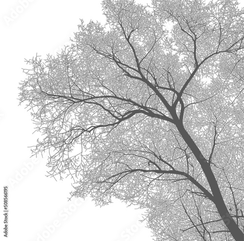Silhouette of a tree and branches on a white background. Realistic black and white illustration of an old willow tree.