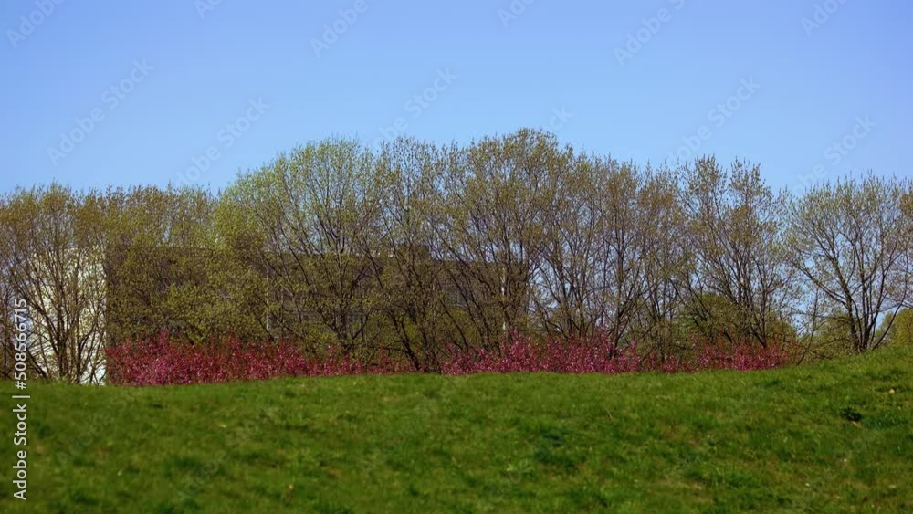 Green lawn with view of flowering cherry trees and city building in the background. Beautiful spring nature landscape. Green lawn with view of flowering cherry trees and city building in the background. Beautiful spring nature landscape.