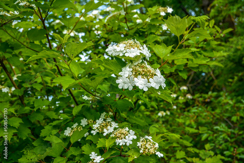 Flowering viburnum (Viburnum opulus) is close-up