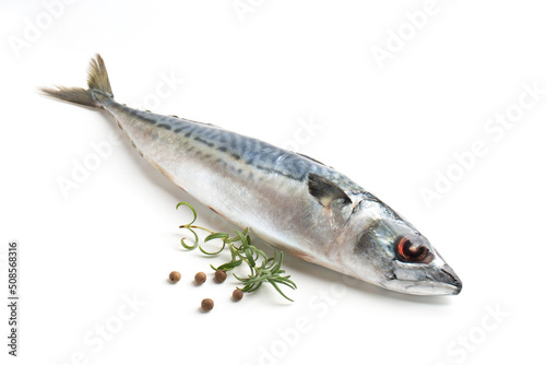 Atlantic mackerel fish with branch of rosemary and peppercorns, isolated on a white background