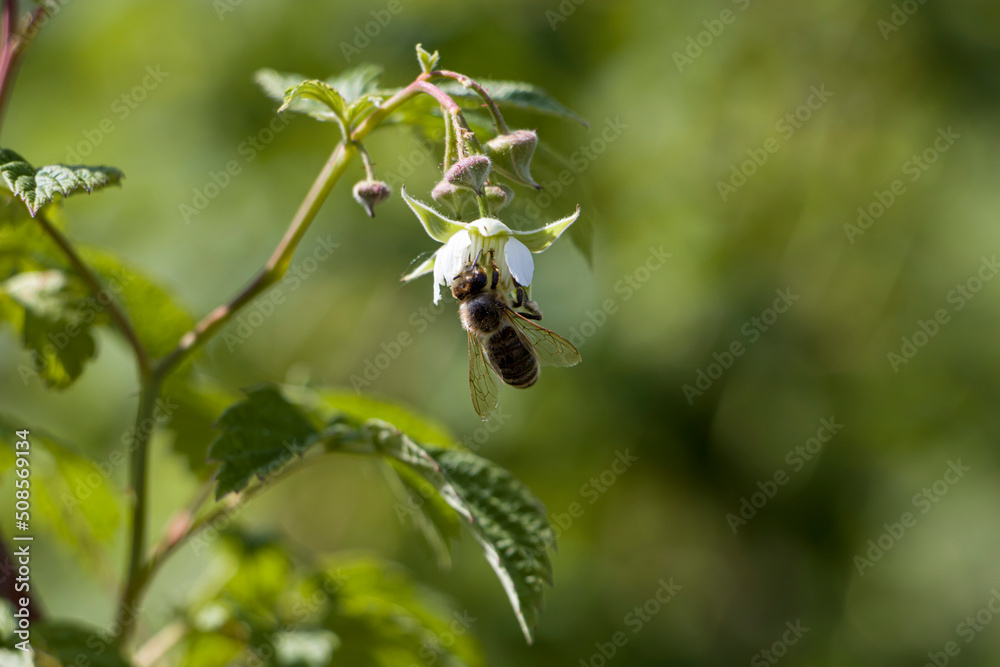 Raspberry. A bee on a raspberry flower. Pollination of raspberry flowers by bees. selective focus Raspberry. A bee on a raspberry flower. Pollination of raspberry flowers by bees. selective focus